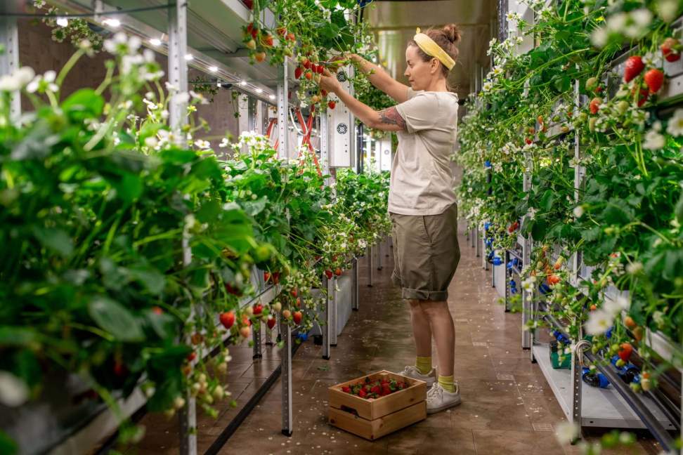 The Rise of Urban Farming