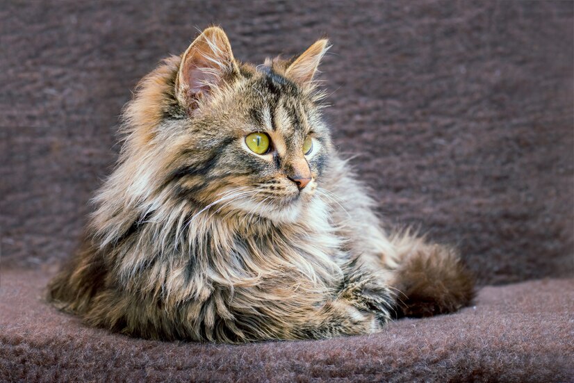 Maine Coon Cats