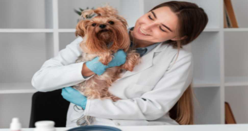 Focusing on Your Pets: Figuring out BOAS and Guaranteeing Appropriate Pet Health Care